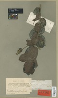 Isotype of Rondeletia correifolia Griseb. [family RUBIACEAE]