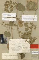 Isotype of Alchemilla acutiloba Steven f. altissima Buser [family ROSACEAE]