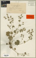 Type of Alchemilla micans Buser [family ROSACEAE]