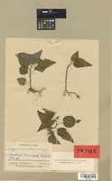 Isotype of Peperomia ventricosicarpa Trel. [family PIPERACEAE]