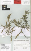 Epitype of Suaeda prostrata Pall. [family CHENOPODIACEAE]