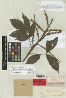 Paullinia elongata Radlk. [family SAPINDACEAE]