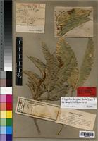 Isotype of Hebecoccus ferrugineus Radlk. [family SAPINDACEAE]