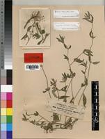 Justicia ladanoides in Global Plants on JSTOR
