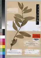 Isotype of Ficus antithetophylla A. Rich. [family MORACEAE]