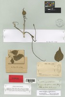 Type of Mallotus oppositifolius (Geiseler) Müll. Arg. var. integrifolius Müll. Arg. [family EUPHORBIACEAE]
