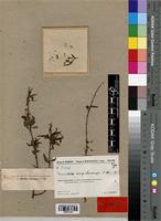 Type of Microsteira ampihamensis Arènes [family MALPIGHIACEAE]
