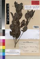 Isotype of Franchetia sphaerantha Baill. [family RUBIACEAE]