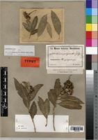 Isotype of Nuxia polyantha Gilg [family BUDDLEJACEAE]