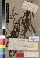 Syntype of Rumex camptodon Rech. f. [family POLYGONACEAE]