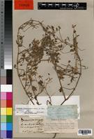 Isotype of Monsonia senegalensis Guill. & Perr. [family GERANIACEAE]