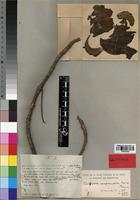 Holotype of Spathodea campanulata P. Beauv. [family BIGNONIACEAE]