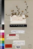 Lectotype of Leucanthemum glabrum Boiss. & Reut. [family ASTERACEAE]
