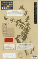 Type of Verbena tenuisecta Briq. [family VERBENACEAE]