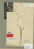 Phalangium ramosum Burm. f. [family ANTHERICACEAE]