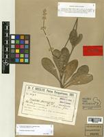 Froelichia chacoensis Chodat [family AMARANTHACEAE]