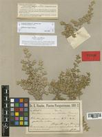 Guilleminea fragilis Pedersen [family AMARANTHACEAE]