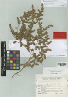 Guilleminea hirsuta Pedersen [family AMARANTHACEAE]