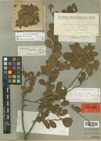 Schinus ferox Hassl. [family ANACARDIACEAE]