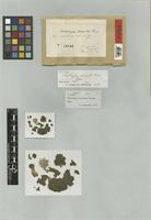Notothylas dissecta Steph. [family NOTOTHYLADACEAE]
