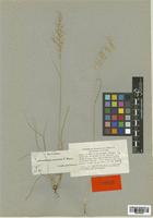 Arrhenatherum erianthum Boiss. & Reut. [family POACEAE]