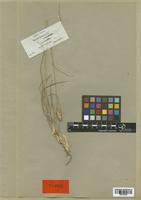 Dactylis glomerata (Bory) Boiss. var. juncinella [family POACEAE]