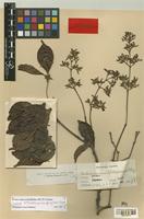 Trachelospermum philippinense Elmer [family APOCYNACEAE]