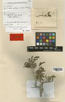 Suaeda pelagica Bartolo & al. [family CHENOPODIACEAE]