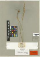 Arrhenatherum erianthum Boiss. & Reut. [family POACEAE]