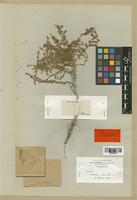 Artemisia herba-alba Boiss. var. glabrescens [family COMPOSITAE]