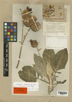 Type of Centaurea olivieriana DC. [family COMPOSITAE]