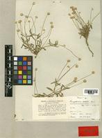 Gomphrena debilis Mart. [family AMARANTHACEAE]