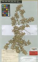 Guilleminea chacoensis Pedersen [family AMARANTHACEAE]