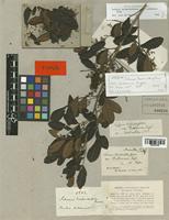 Schinus terebinthifolius Engl. var. raddianus [family ANACARDIACEAE]