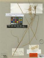 Arrhenatherum erianthum Boiss. & Reut. [family POACEAE]