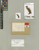 Type of Gottschea tahitensis Nadeaud [family SCHISTOCHILACEAE]
