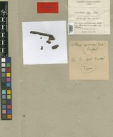 Type of Otthia pyri Fuckel [family FUNGI]