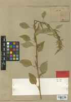Type of Acnida tuberculata Moq. [family AMARANTHACEAE]