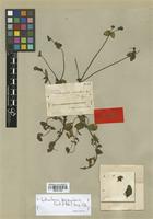 Type of Rhodosepala procumbens Cogn. [family MELASTOMATACEAE]