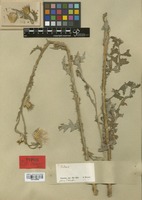 Syntype of Carduus esdraelonicus Boiss. [family COMPOSITAE]