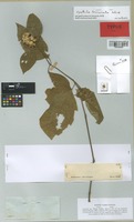 Isotype of Cyathula triuncinella Schinz [family AMARANTHACEAE]