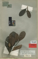 Isotype of Wallacea insignis Benth. & Hook. f. [family OCHNACEAE]