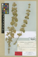 Holotype of Ballota glandulosissima Hub.-Mor. & Patzak [family LABIATAE]