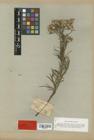 Type of Senecio schlechtendahlii Baker [family COMPOSITAE]