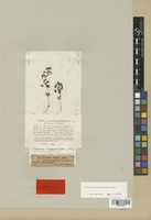 Isosyntype of Veronica campylopoda Boiss. [family SCROPHULARIACEAE]