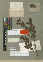 Isotype of Banisteria rigida A. Juss. [family MALPIGHIACEAE]