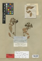 Isotype of Marcgravia oligandra Griseb. [family MARCGRAVIACEAE]