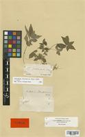 Isotype of Pouzolzia flaccida A. Rich. [family URTICACEAE]
