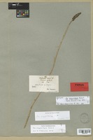 Isotype of Aa argyrolepis Rchb. f. [family ORCHIDACEAE]
