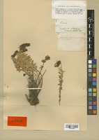 Syntype of Linaria anticaria Boiss. & Reut. [family SCROPHULARIACEAE]